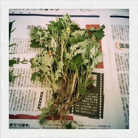 生駒 山菜採り よもぎ収穫